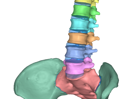 Bone geometry